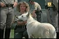 Click to watch 'K-9-1' (popup) CHIPs